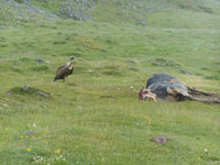 Randonn�es et ski de randonn�es en montagne dans les Pyr�n�es