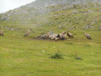 Randonn�es et ski de randonn�es en montagne dans les Pyr�n�es