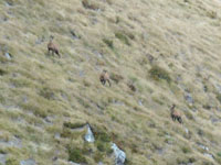 Randonn�es et ski de randonn�es en montagne dans les Pyr�n�es