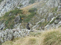 Randonn�es et ski de randonn�es en montagne dans les Pyr�n�es