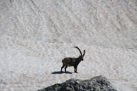 Randonn�es et ski de randonn�es en montagne dans les Pyr�n�es