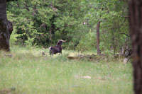 Randonn�es et ski de randonn�es en montagne dans les Pyr�n�es