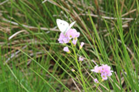 Randonn�es et ski de randonn�es en montagne dans les Pyr�n�es