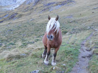 Randonn�es et ski de randonn�es en montagne dans les Pyr�n�es