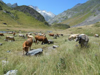 Randonn�es et ski de randonn�es en montagne dans les Pyr�n�es