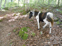 Randonn�es et ski de randonn�es en montagne dans les Pyr�n�es