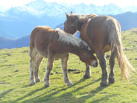 Randonn�es et ski de randonn�es en montagne dans les Pyr�n�es