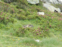 Randonn�es et ski de randonn�es en montagne dans les Pyr�n�es