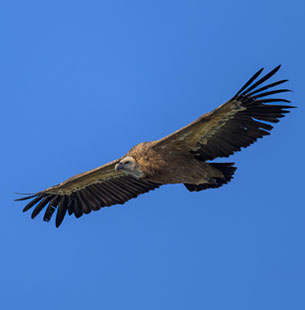 faune & flore : vautour fauve